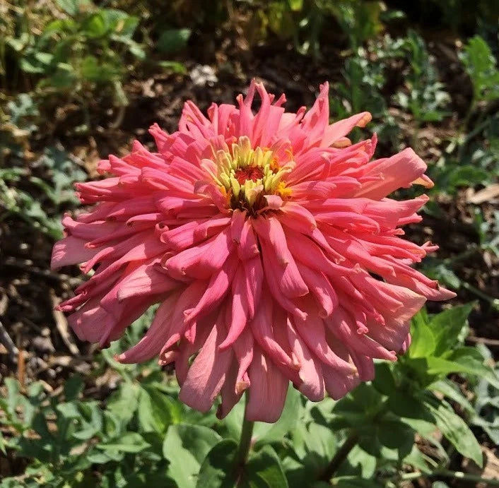 Brim Seed Co. - Cactus Mix Zinnia Flower Heirloom Seed