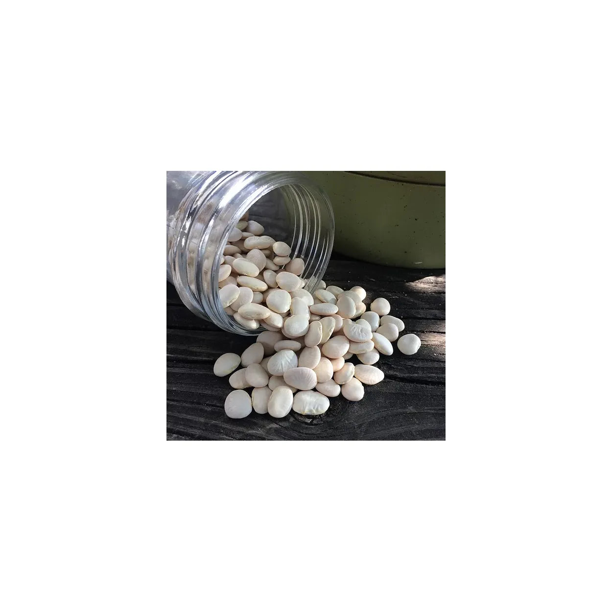 Brim Seed Co. - Henderson Lima Bush Bean Heirloom Seed