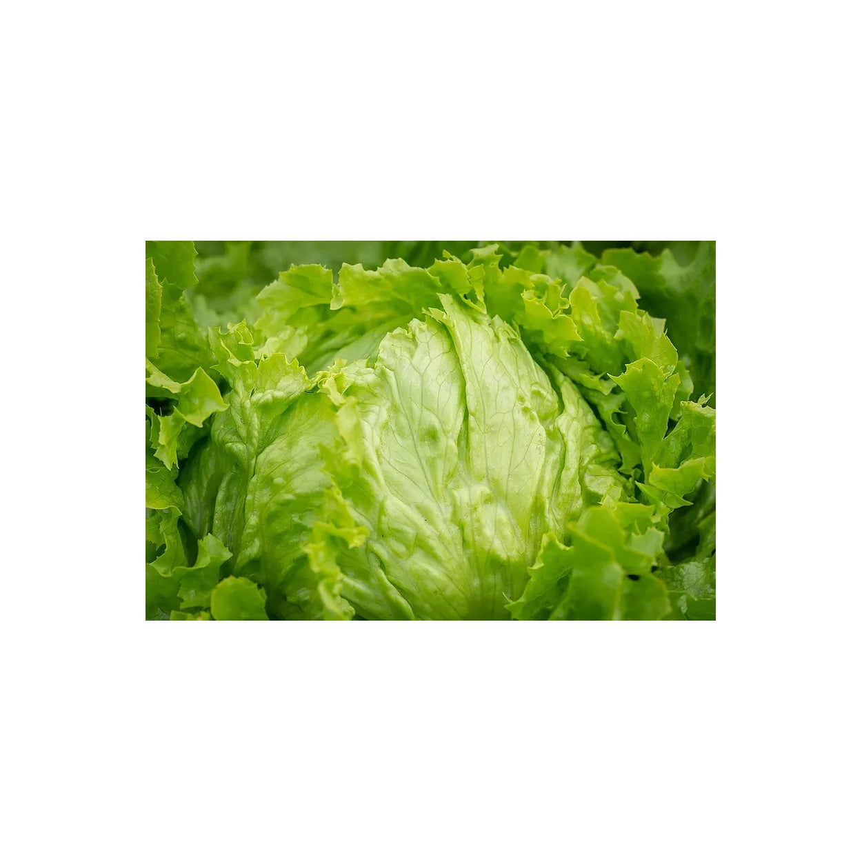 Brim Seed Co. - Heading Iceburg Lettuce Greens Heirloom Seed