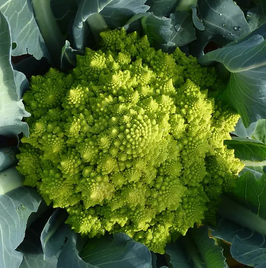 Brim Seed Co. - Romanesco Italia Broccoli Heirloom Seed