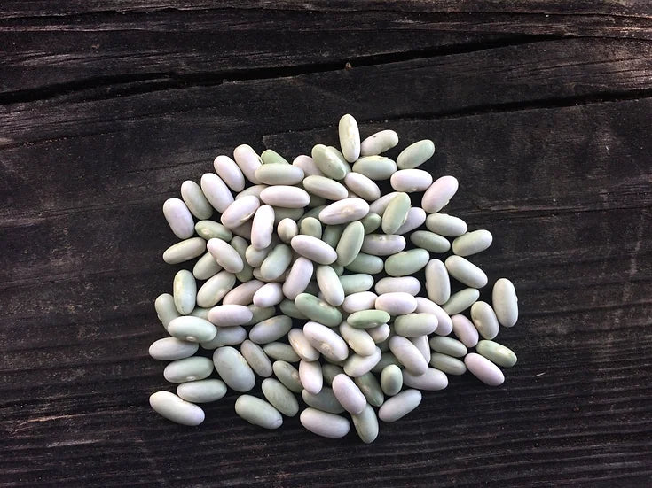 Brim Seed Co. - Jade Bush Bean Seed