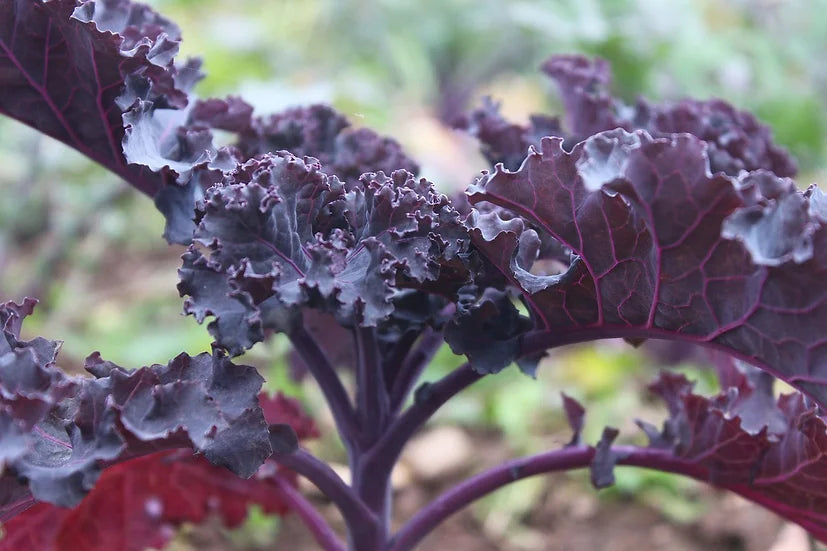 Brim Seed Co. - Scarlet Kale Heirloom Seed