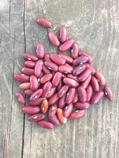 Brim Seed Co. - Kentucky Wonder Bush Bean Heirloom Seed
