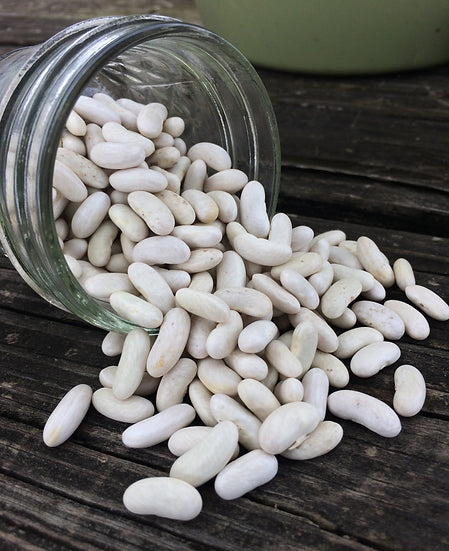 Brim Seed Co. - Kentucky Wonder Bush 125 Bean Seed