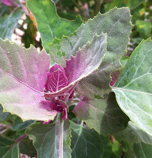 Brim Seed Co. - Southern Acclimated Lambsquarter Magenta Salad Greens Heirloom Seed