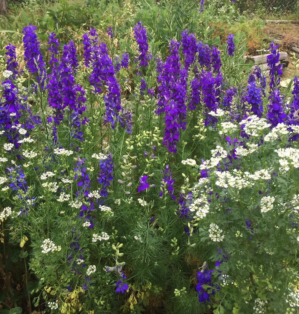 Brim Seed Co. - Southern Acclimated Larkspur Flower Heirloom Seed