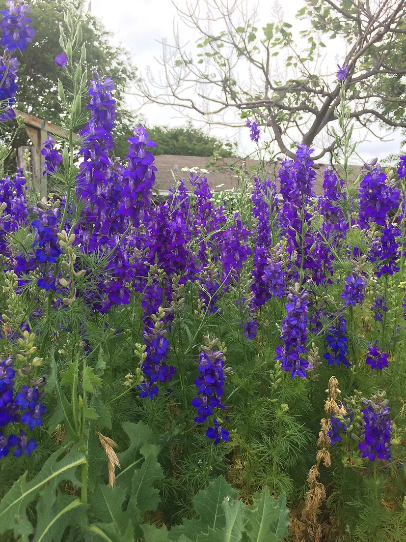 Brim Seed Co. - Southern Acclimated Larkspur Flower Heirloom Seed