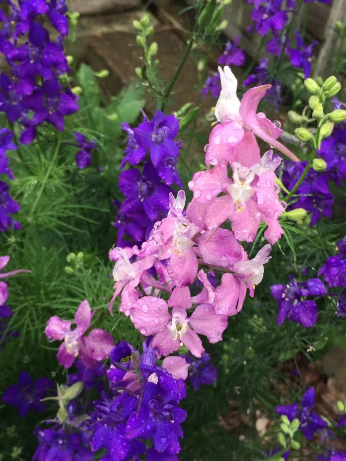 Brim Seed Co. - Southern Acclimated Larkspur Flower Heirloom Seed