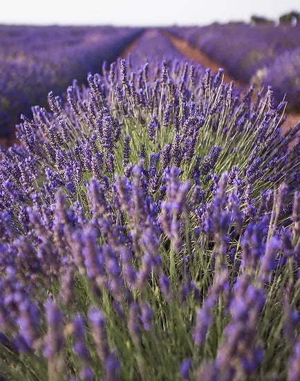 Brim Seed Co. - Lavender Vera Flower Heirloom Seed