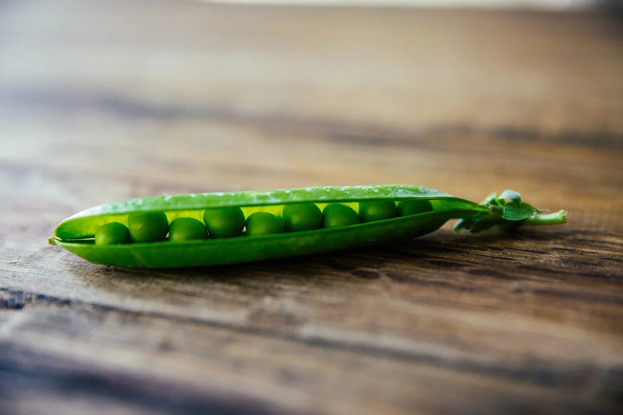 Brim Seed Co. - Thomas Laxton Garden Pea Heirloom Seed