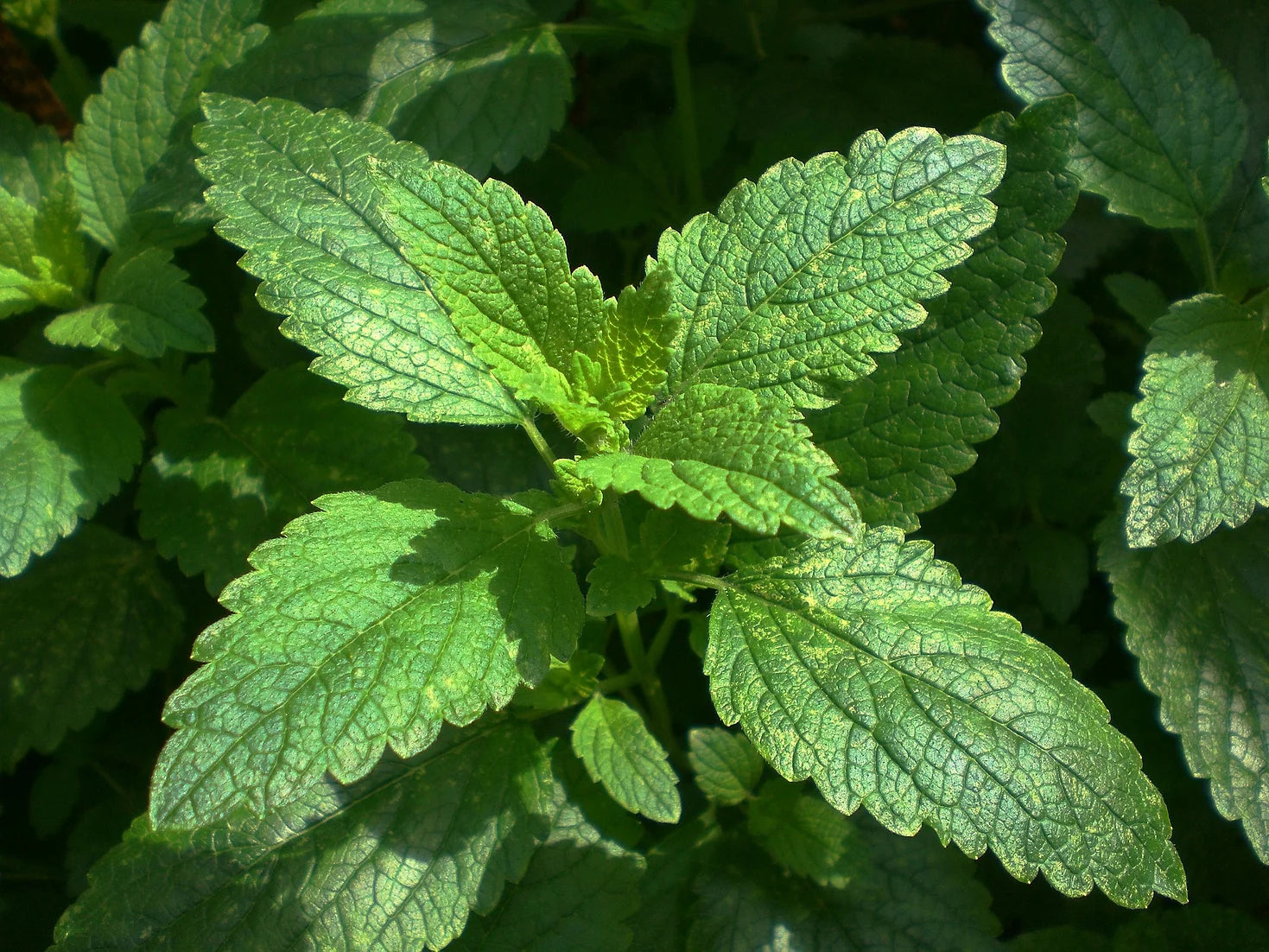 Brim Seed Co. - Lemon Balm Herb Seed