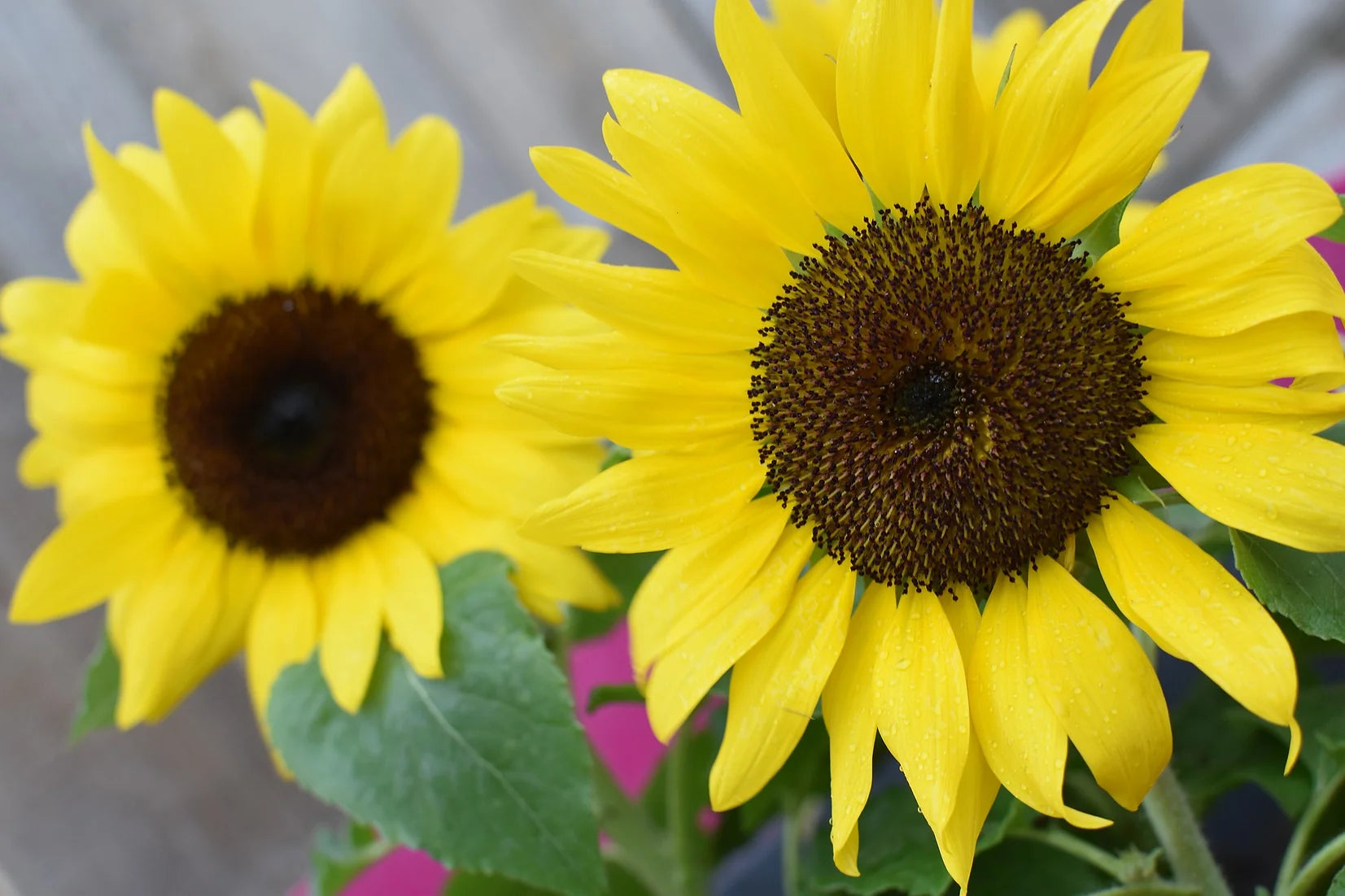 Brim Seed Co. - Lemon Queen Sunflower Heirloom Seed