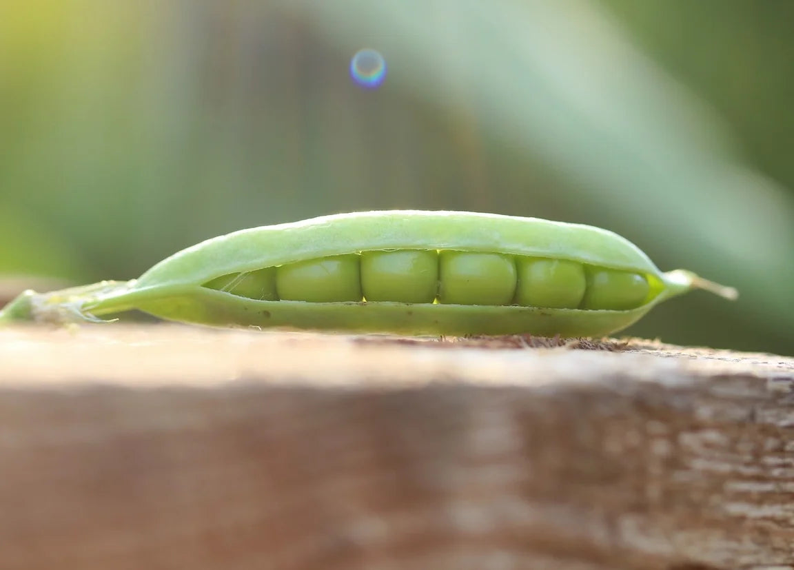 Brim Seed Co. - Little Marvel Garden Pea Heirloom Seed