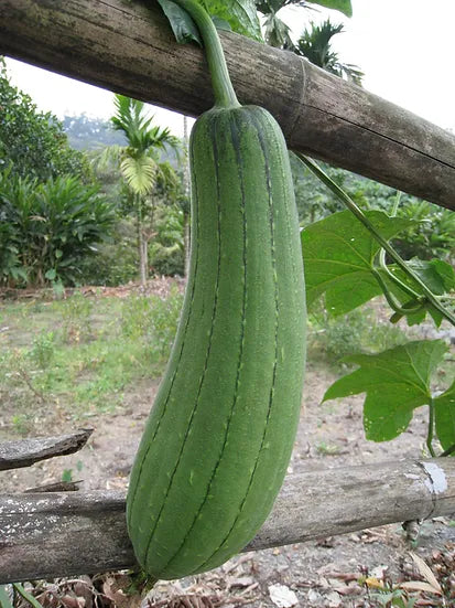 Brim Seed Co. - Southern Acclimated Luffa Gourd Heirloom Seed