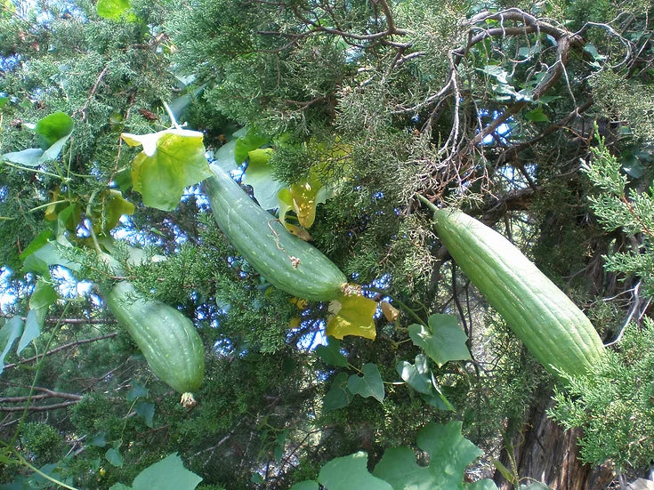 Brim Seed Co. - Southern Acclimated Luffa Gourd Heirloom Seed