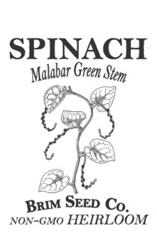 Brim Seed Co. - Malabar Green Stem Spinach Greens Heirloom Seed