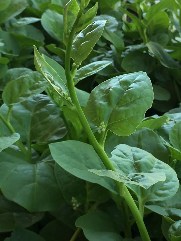 Brim Seed Co. - Malabar Green Stem Spinach Greens Heirloom Seed