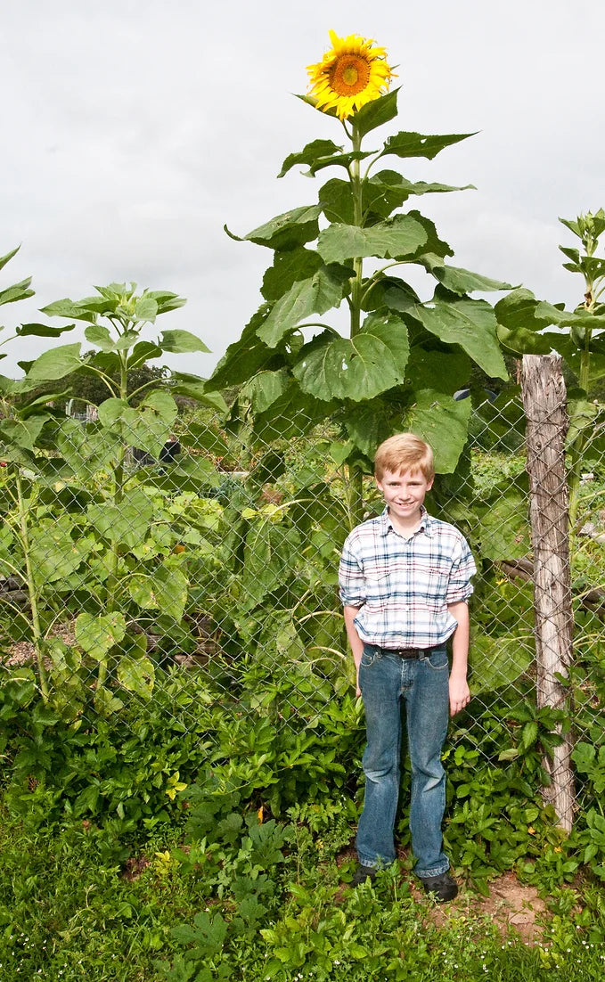 Brim Seed Co. - Mammoth Grey Stripe Sunflower Heirloom Seed