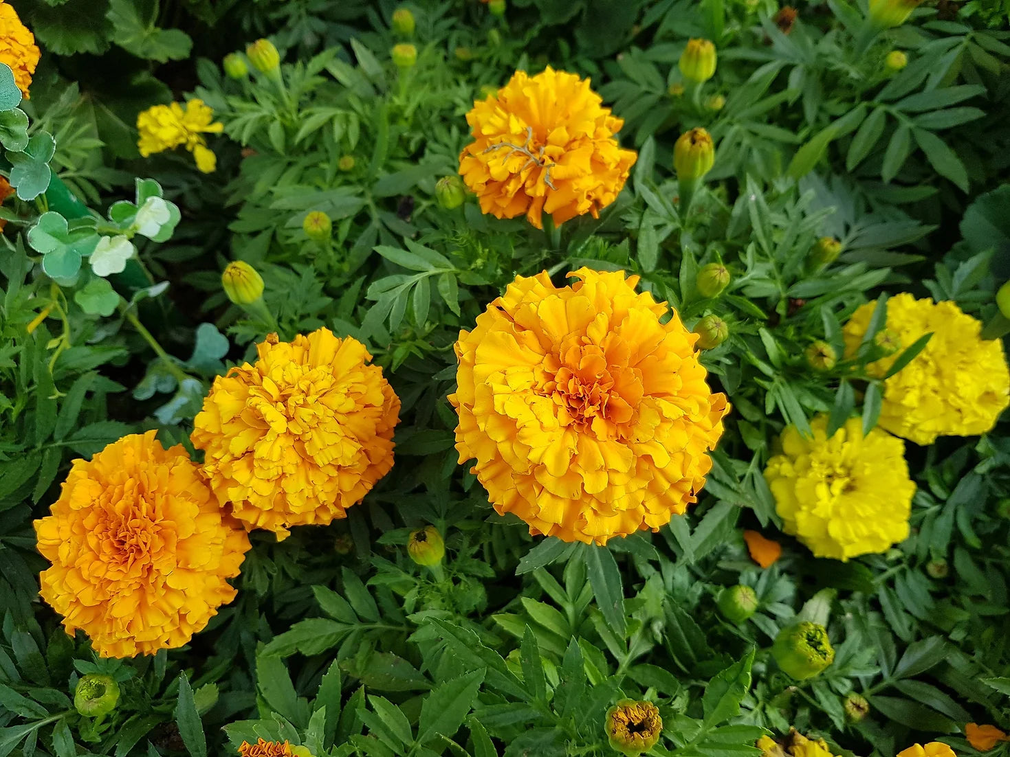 Brim Seed Co. - Cracker Jack Marigold Flower Seed