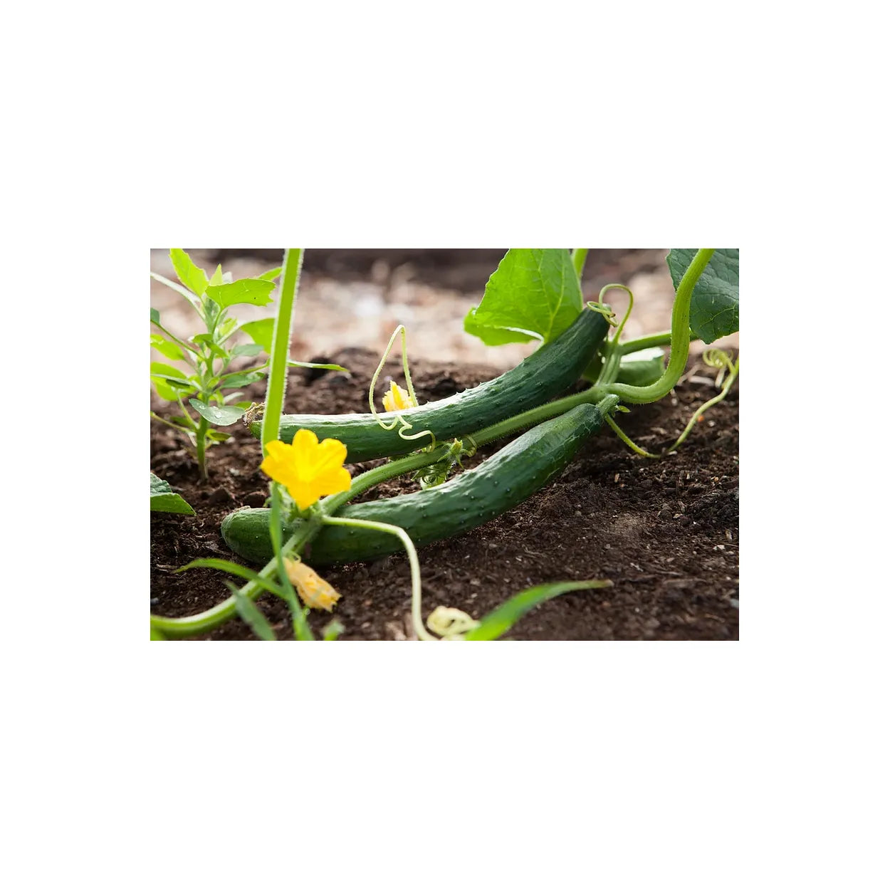 Brim Seed Co. - Marketmore 76 Cucumber Seed