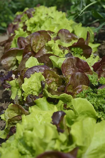 Brim Seed Co. - Mix Mesclun Gourmet Lettuce Greens Seed