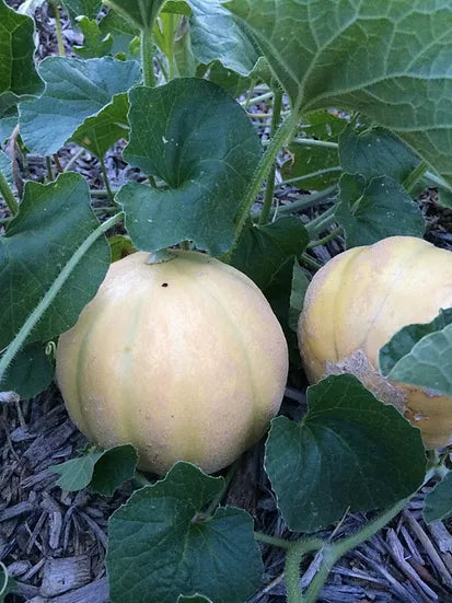 Brim Seed Co. - Southern Acclimated Minnesota Midget Cantaloupe Melon Heirloom Seed