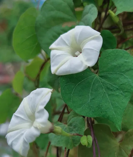 Brim Seed Co. - Moonflower Vine Heirloom Seed