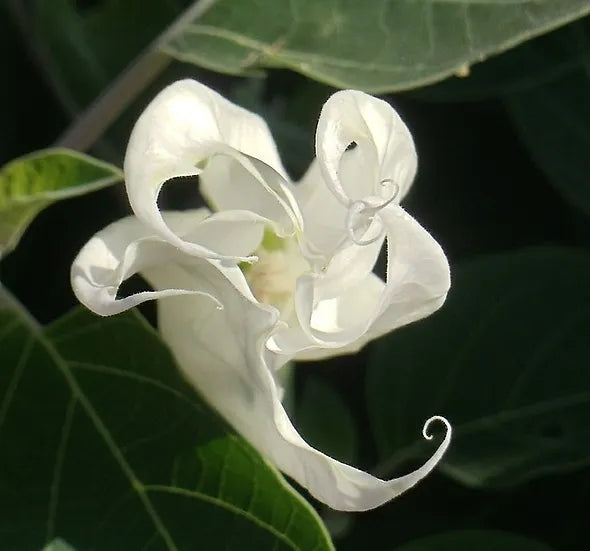 Brim Seed Co. - Moonflower Vine Heirloom Seed