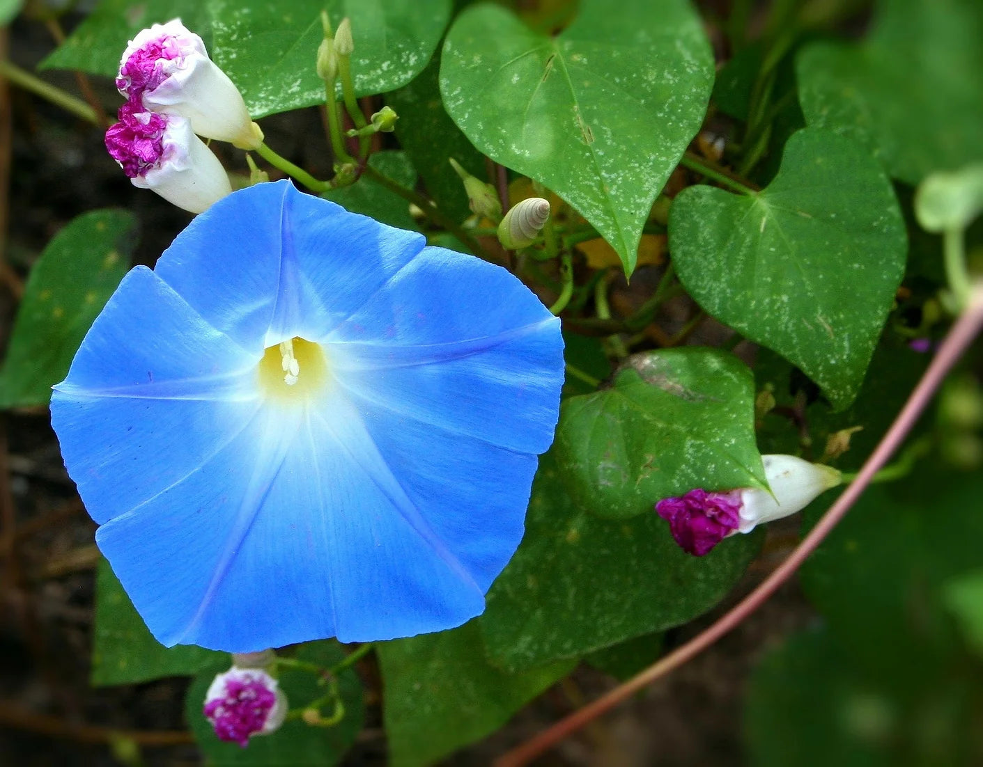 Brim Seed Co. - Clarks Heavenly Blue Morning Glory Flower Seed