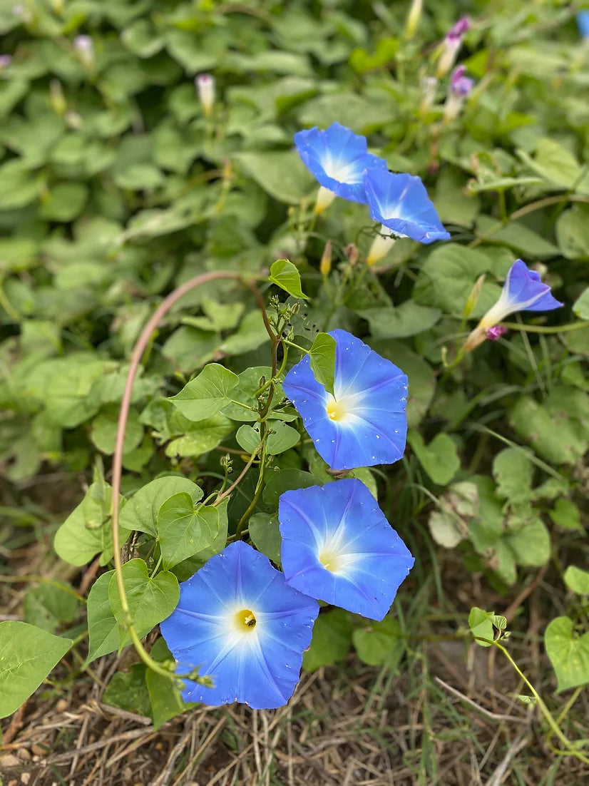 Brim Seed Co. - Clarks Heavenly Blue Morning Glory Flower Seed