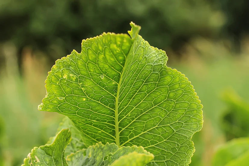 Brim Seed Co. - Southern Acclimated Florida Broadleaf Mustard Greens Heirloom Seed