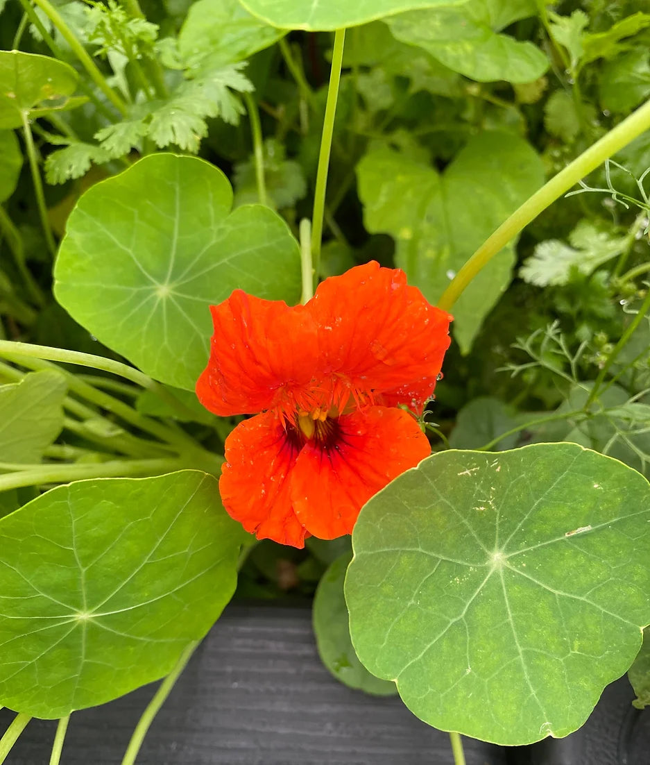 Brim Seed Co. - Dwarf Jewel Mix Nasturtium Flower Seed