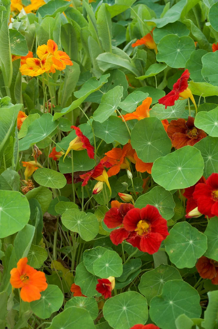 Brim Seed Co. - Dwarf Jewel Mix Nasturtium Flower Seed