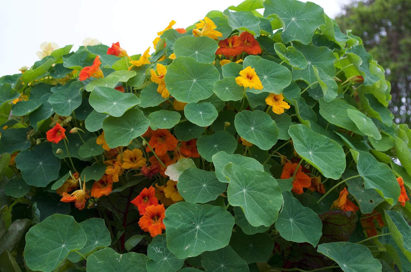 Brim Seed Co. - Dwarf Jewel Mix Nasturtium Flower Seed