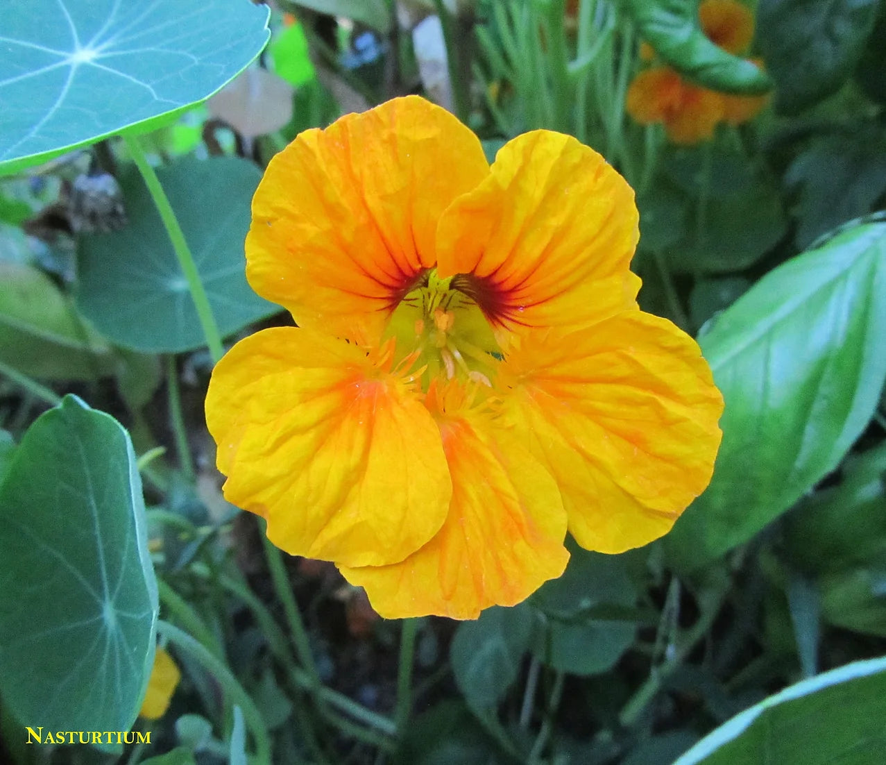 Brim Seed Co. - Dwarf Jewel Mix Nasturtium Flower Seed