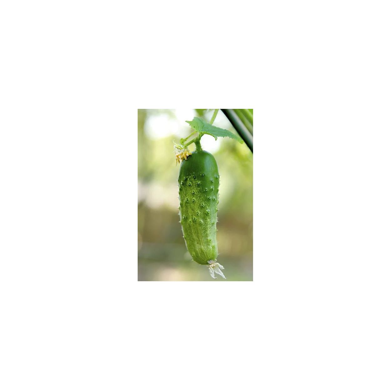 Brim Seed Co. - Southern Acclimated National Pickling Improved Cucumber Heirloom Seed