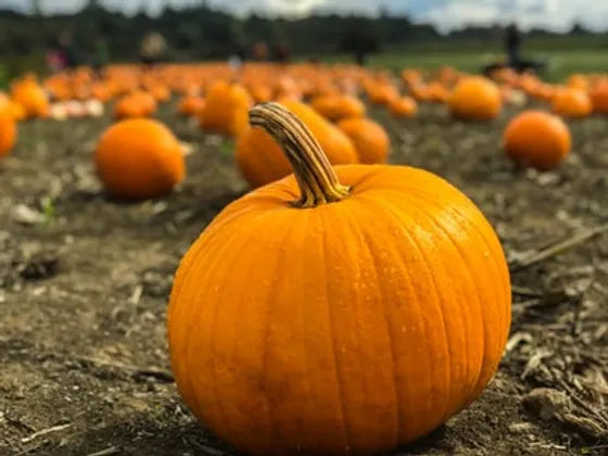 Brim Seed Co. - Small Sugar New England Pie Pumpkin Heirloom Seed