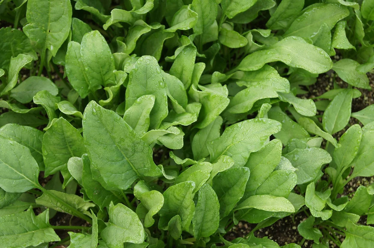 Brim Seed Co. - New Zealand Spinach Greens Heirloom Seed