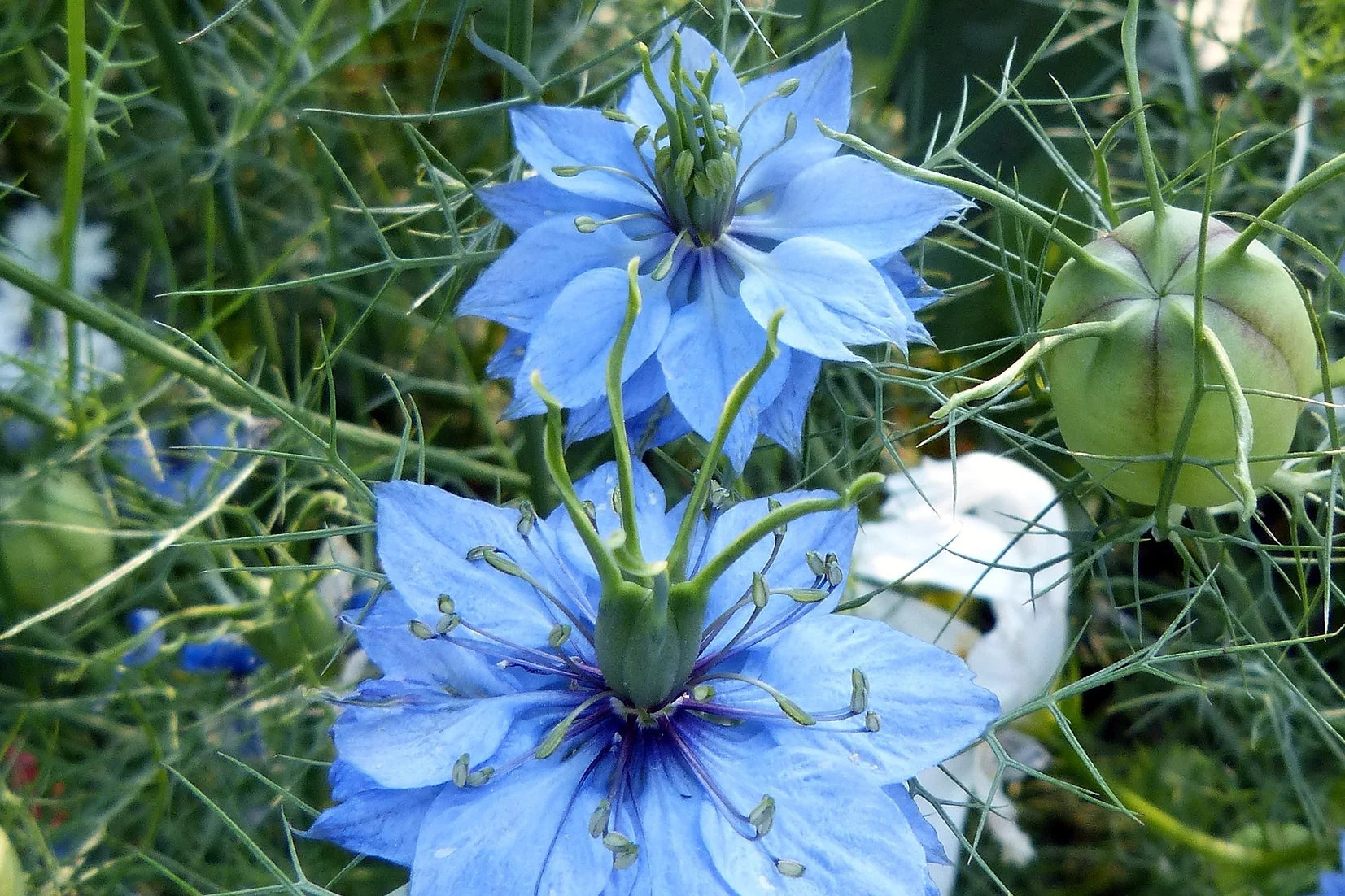 Brim Seed Co. - Love In A Mist Nigelia Flower Seed