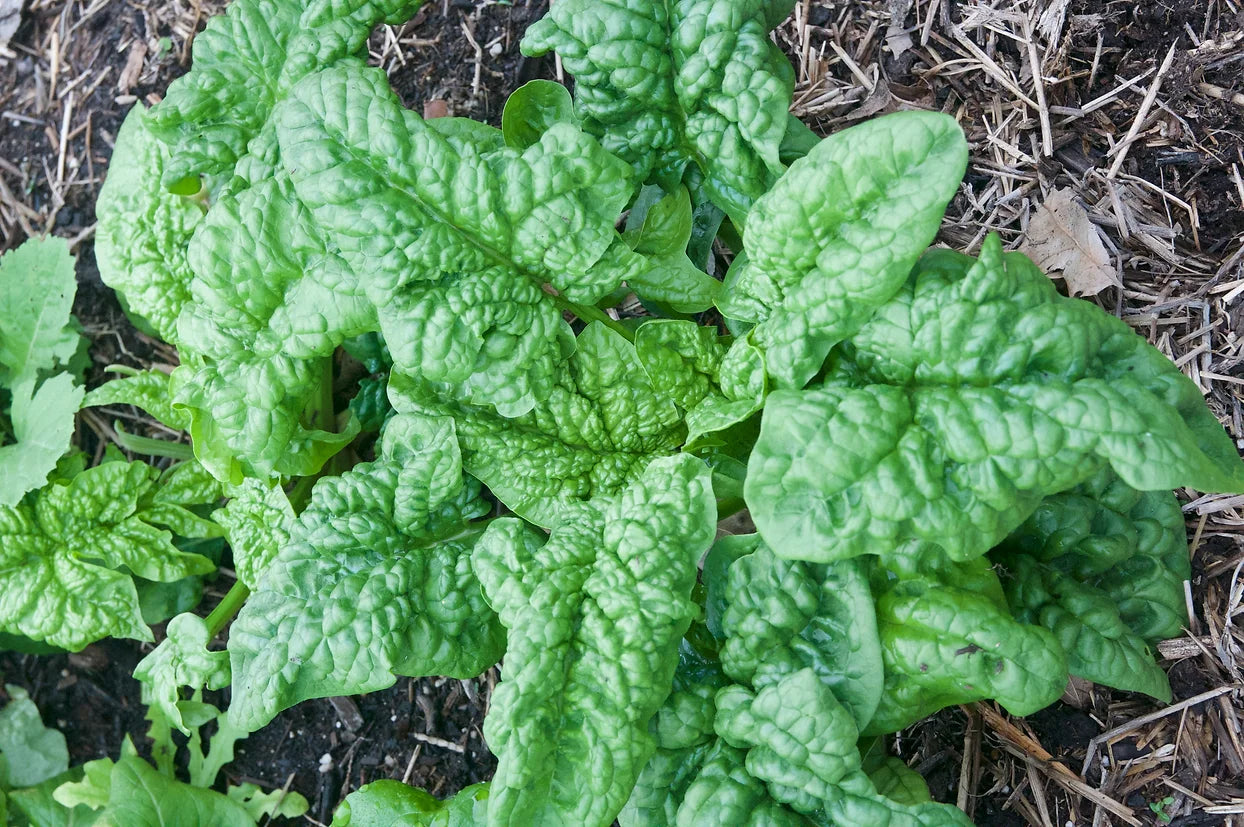 Brim Seed Co. - Noble Giant Spinach Greens Heirloom Seed