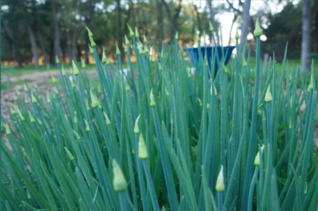 Brim Seed Co. - Onion Chives Herb Heirloom Seed