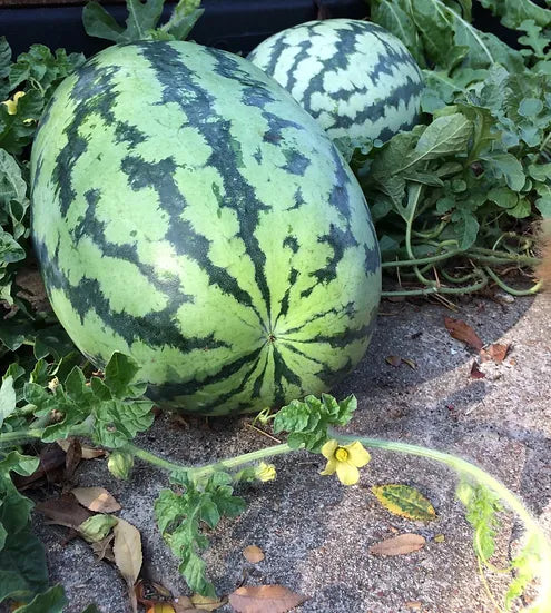 Brim Seed Co. - Southern Acclimated Orangeglo Watermelon Heirloom Seed