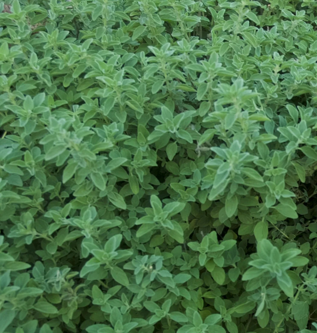 Brim Seed Co. - Italian Oregano Herb Heirloom Seed