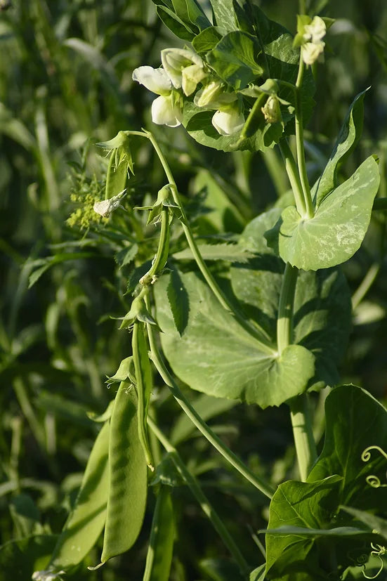 Brim Seed Co. - Edible Pod Oregon Sugar Pod II Snow Pea Seed