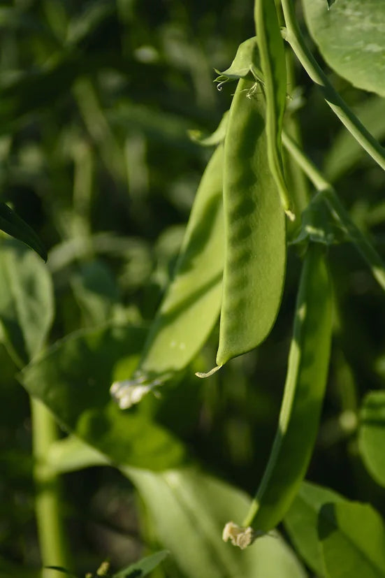 Brim Seed Co. - Edible Pod Oregon Sugar Pod II Snow Pea Seed