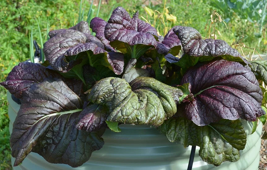 Brim Seed Co. - Osaka Purple Mustard Greens Heirloom Seed