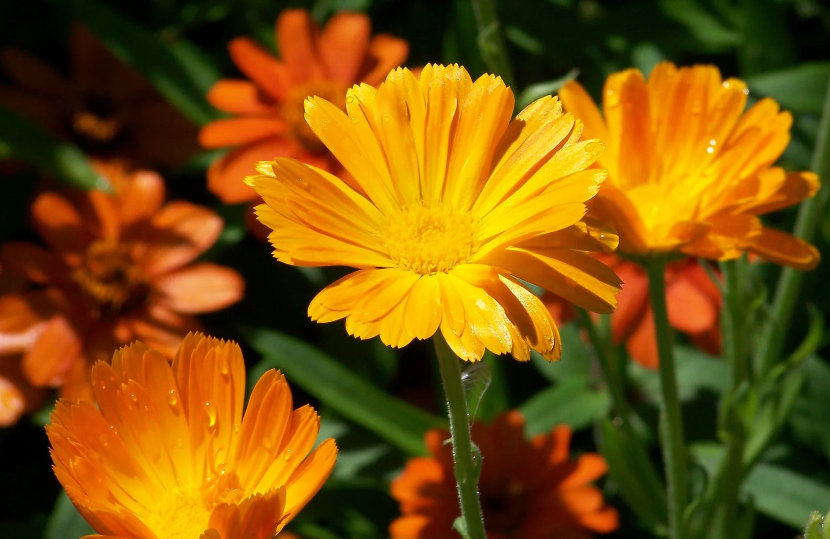 Brim Seed Co. - Pacific Beauty Mix Calendula Flower Seed