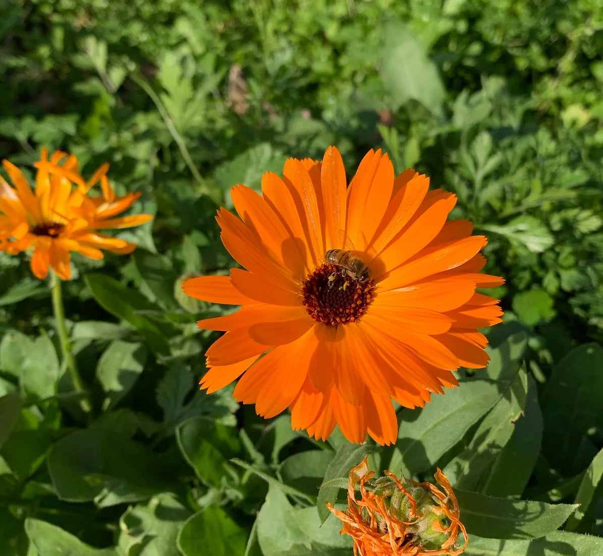 Brim Seed Co. - Pacific Beauty Mix Calendula Flower Seed