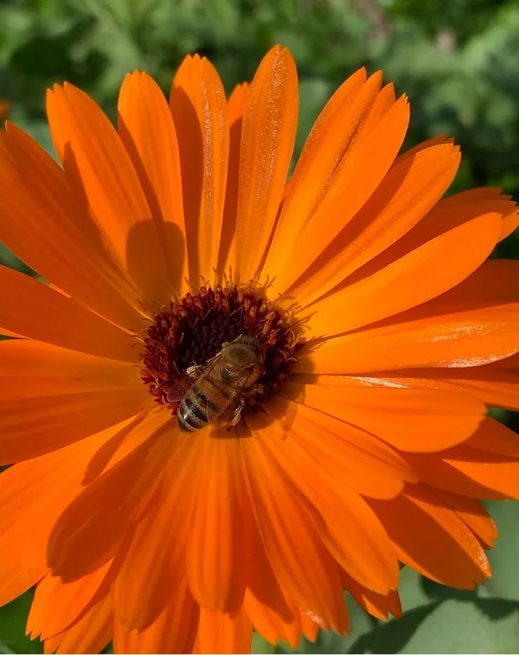 Brim Seed Co. - Pacific Beauty Mix Calendula Flower Seed