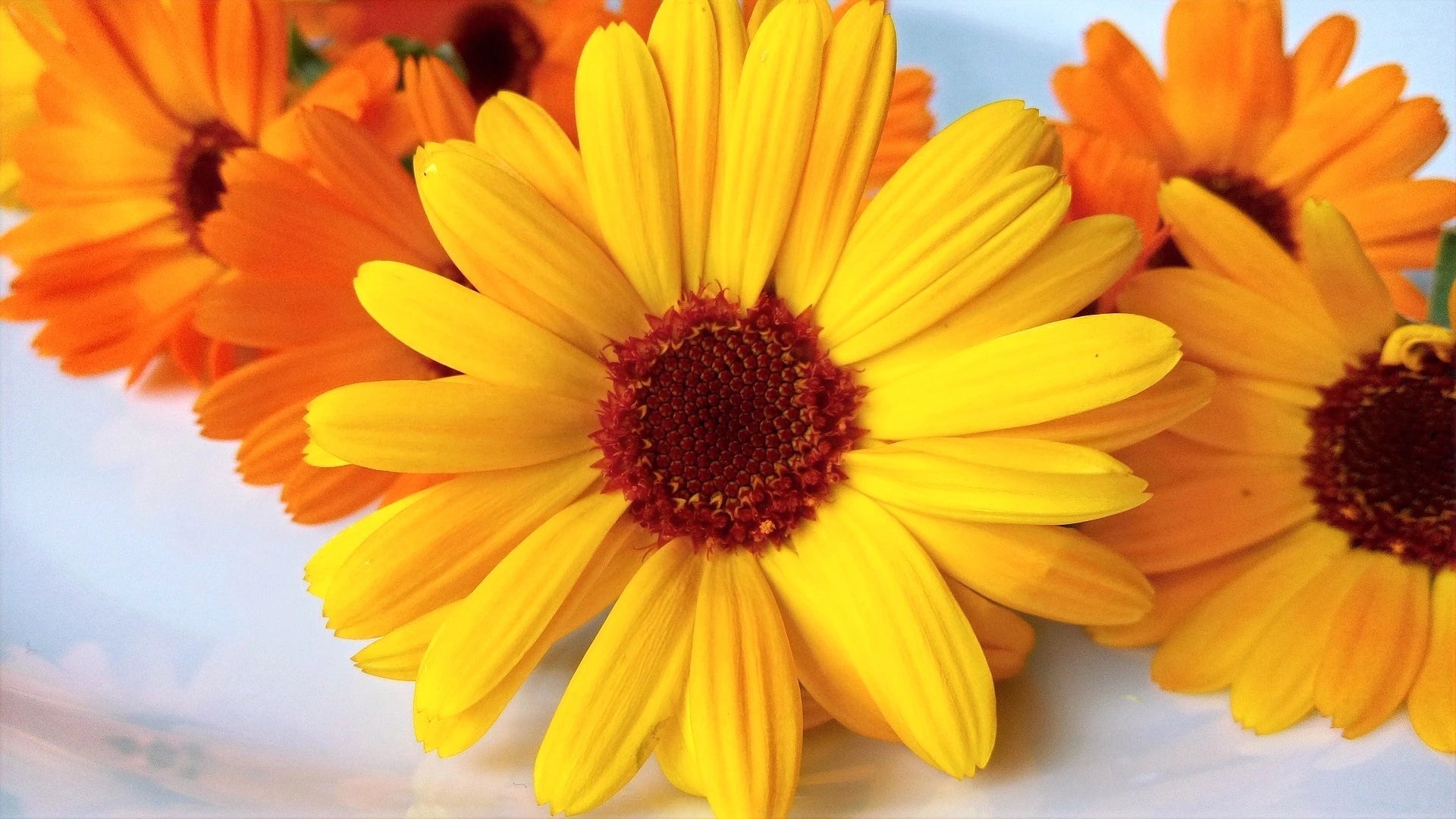 Brim Seed Co. - Pacific Beauty Mix Calendula Flower Seed